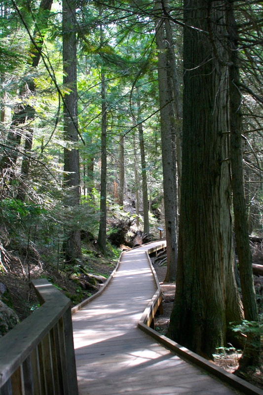 Trail of the Cedars baordwalk