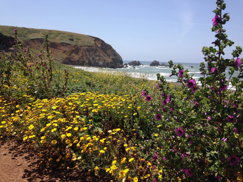 Flowers along Coastal Trail with headlands view to the south, Mori Point