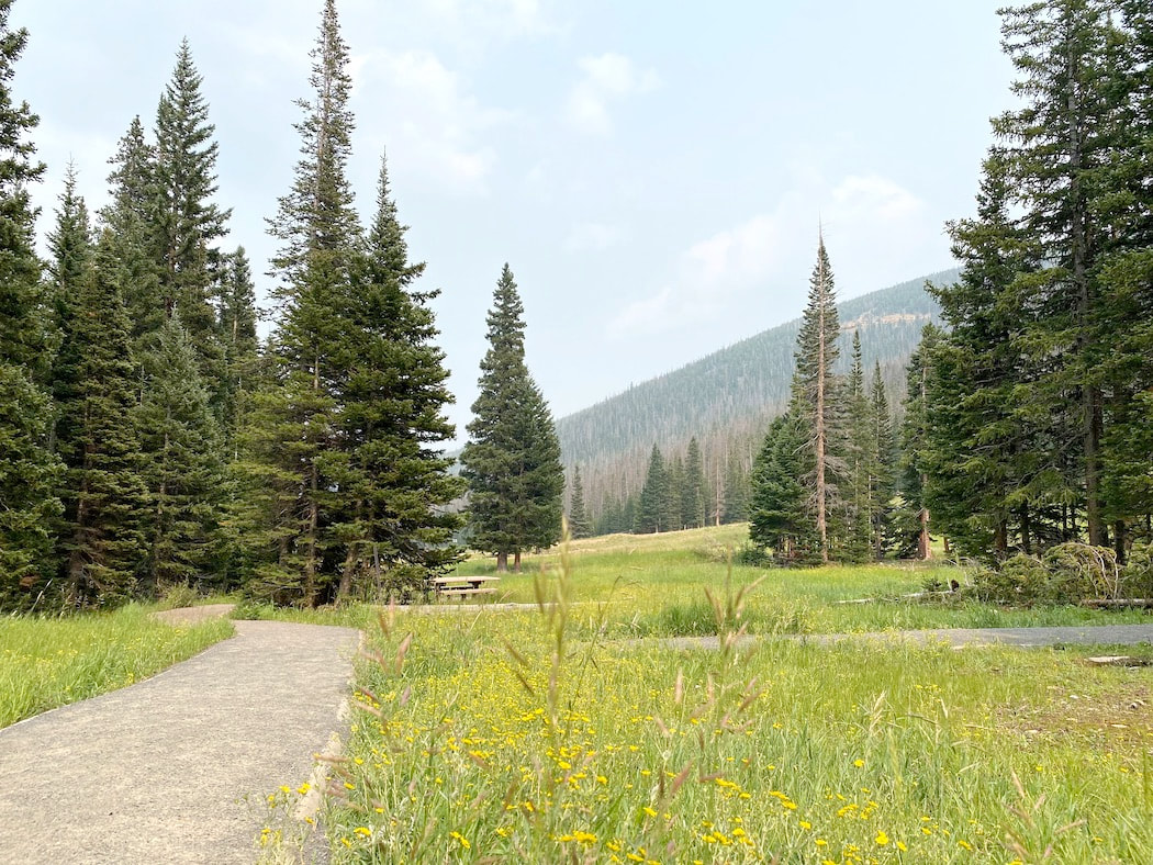 Trail looking downhill with meadow grass and scattered fir trees