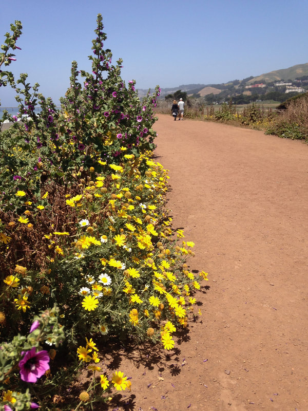 Flowers along Coastal Trail, Mori Point