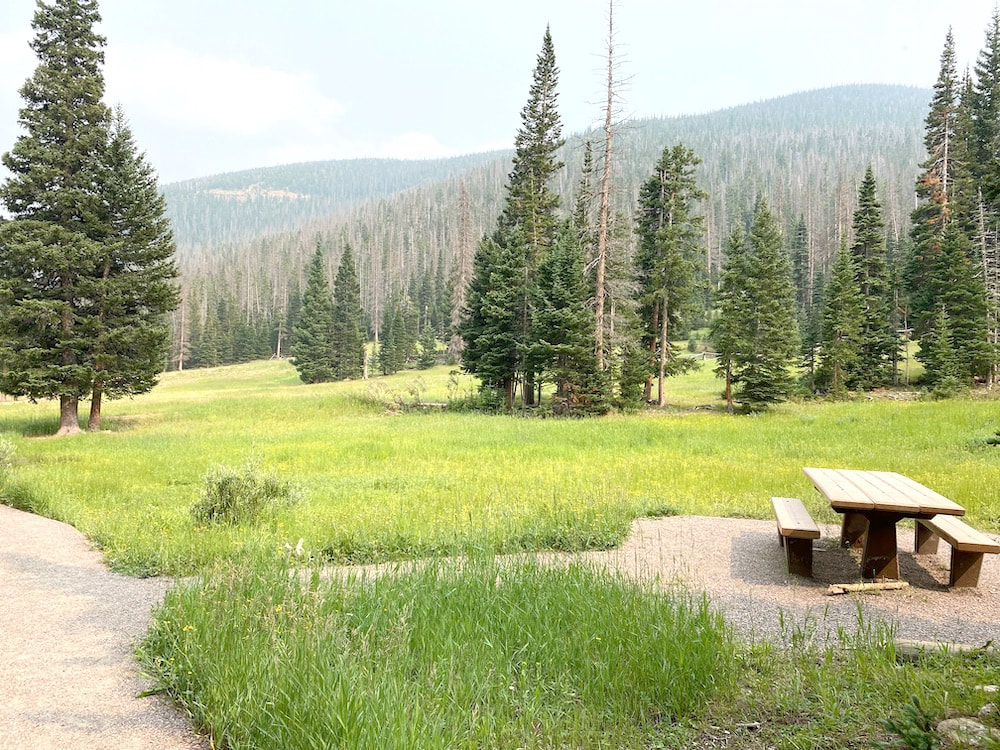 single picnic table in meadow vegetation with evergreen trees in near distance