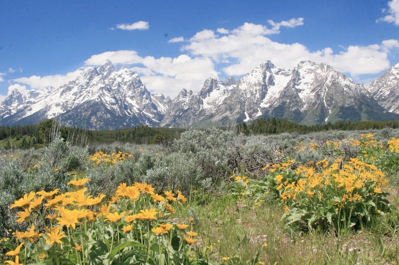 Yellow arrow-leaf balsam root flowers with the Teton Range in the background